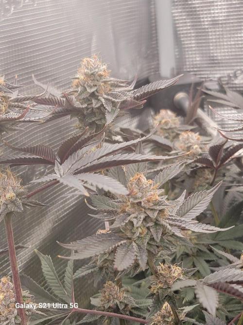 BlueberryCupcake,Donuts,GarlicBudder. Week 15