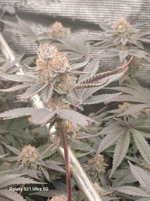 BlueberryCupcake,Donuts,GarlicBudder. Week 15