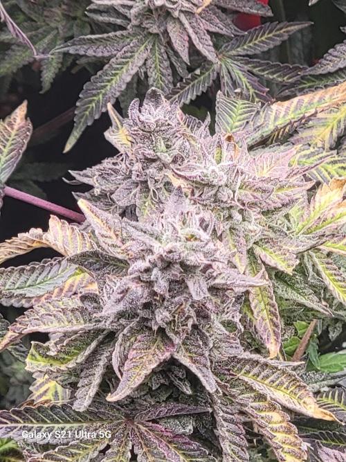 BlueberryCupcake,Donuts,GarlicBudder. Week 15