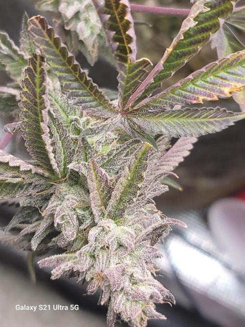 BlueberryCupcake,Donuts,GarlicBudder. Week 15