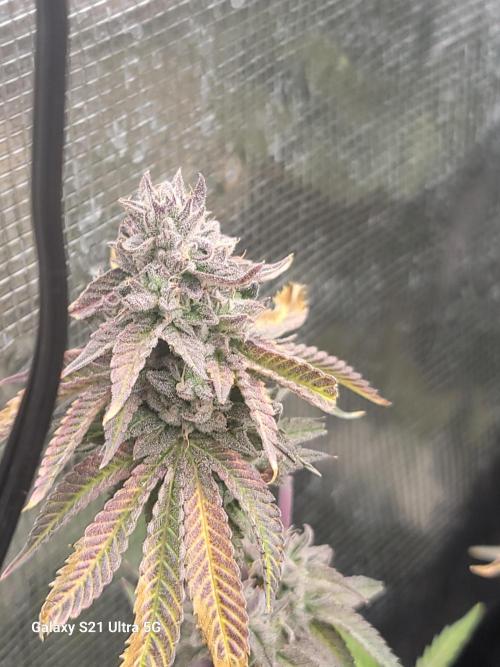 BlueberryCupcake,Donuts,GarlicBudder. Week 15