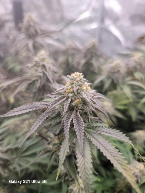 BlueberryCupcake,Donuts,GarlicBudder. Week 15