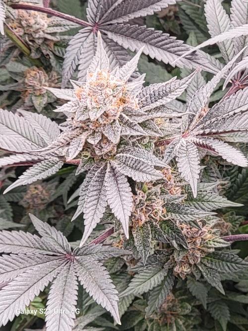 BlueberryCupcake,Donuts,GarlicBudder. Week 16