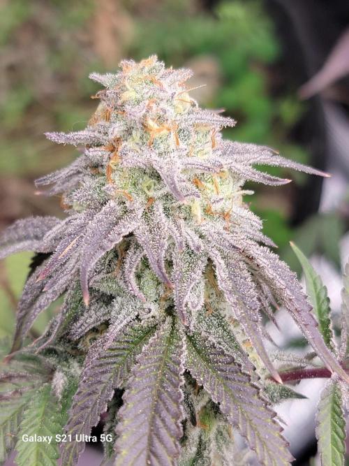 BlueberryCupcake,Donuts,GarlicBudder. Week 16