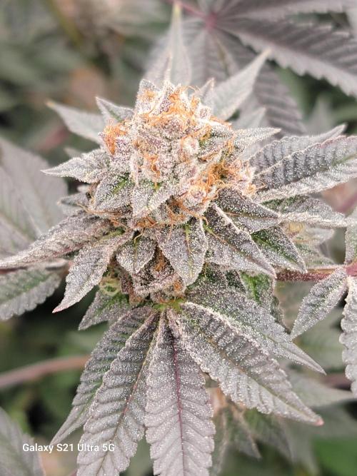 BlueberryCupcake,Donuts,GarlicBudder. Week 16
