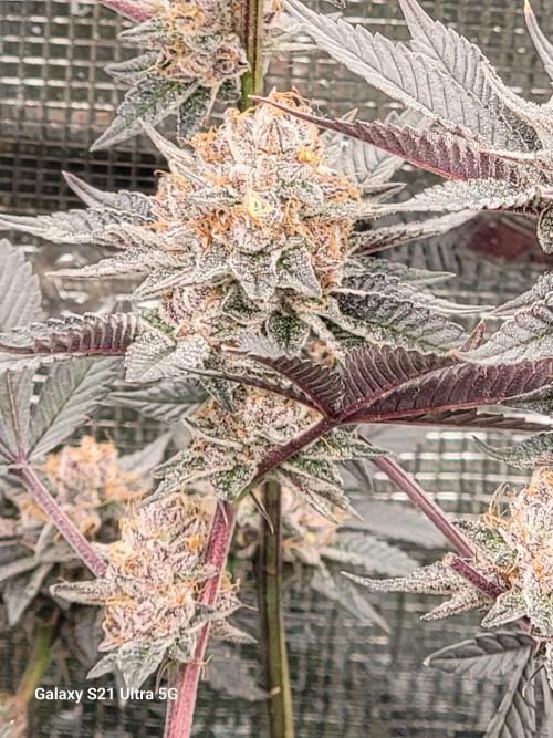 BlueberryCupcake,Donuts,GarlicBudder. Week 16