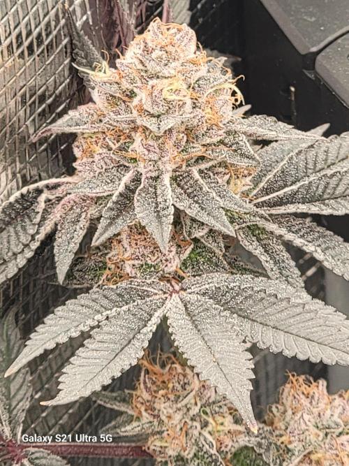BlueberryCupcake,Donuts,GarlicBudder. Week 16