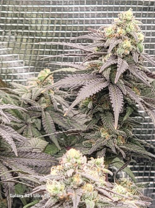 BlueberryCupcake,Donuts,GarlicBudder. Week 16