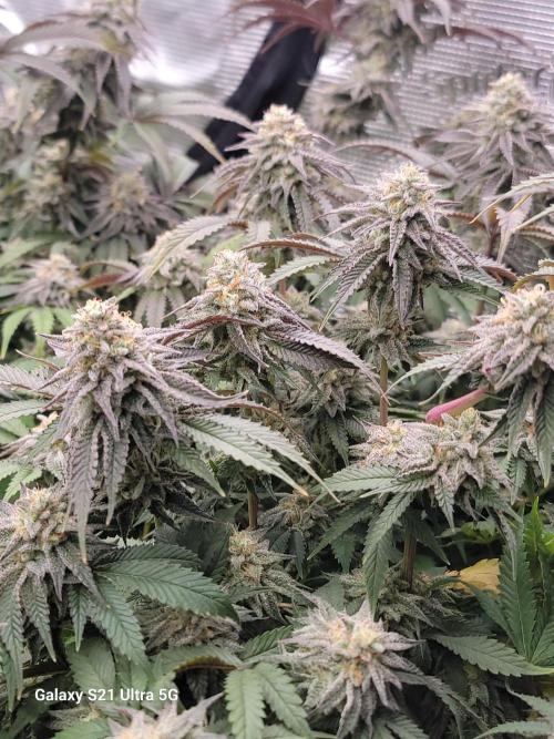 BlueberryCupcake,Donuts,GarlicBudder. Week 16