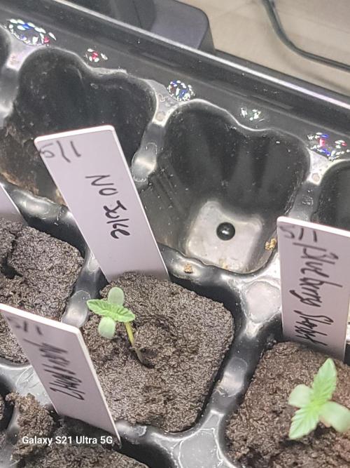 Papaya pancakes,nojoke,gucciberry,,etc. Week 0