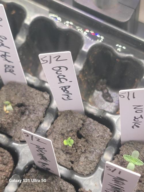 Papaya pancakes,nojoke,gucciberry,,etc. Week 0