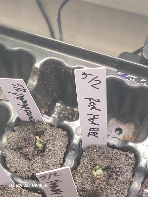 Papaya pancakes,nojoke,gucciberry,,etc. Week 0