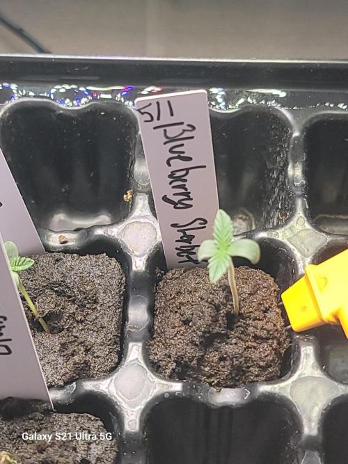 Papaya pancakes,nojoke,gucciberry,,etc. Week 0