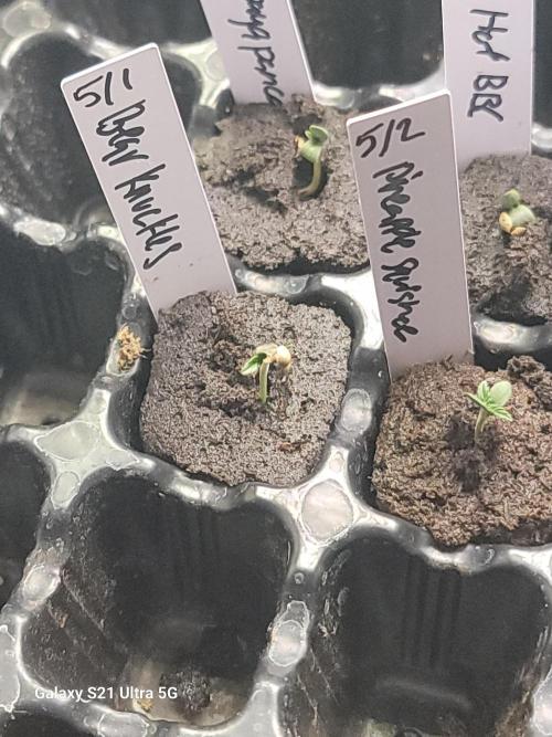 Bearknuckles,Pineapplesquishee,quavruntz. Week 0