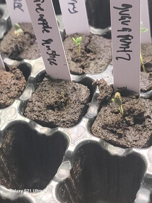 Bearknuckles,Pineapplesquishee,quavruntz. Week 0