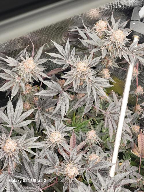 BlueberryCupcake,Donuts,GarlicBudder. Week 17