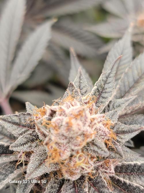 BlueberryCupcake,Donuts,GarlicBudder. Week 17