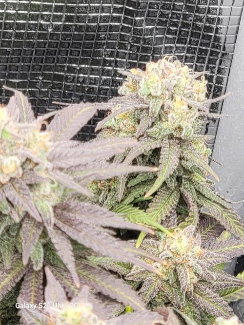 BlueberryCupcake,Donuts,GarlicBudder. Week 17