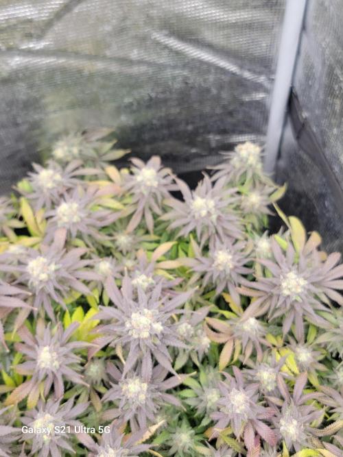 BlueberryCupcake,Donuts,GarlicBudder. Week 17