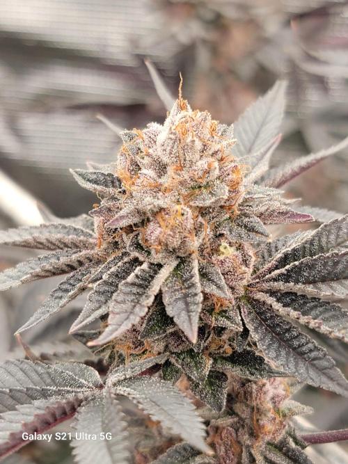BlueberryCupcake,Donuts,GarlicBudder. Week 17