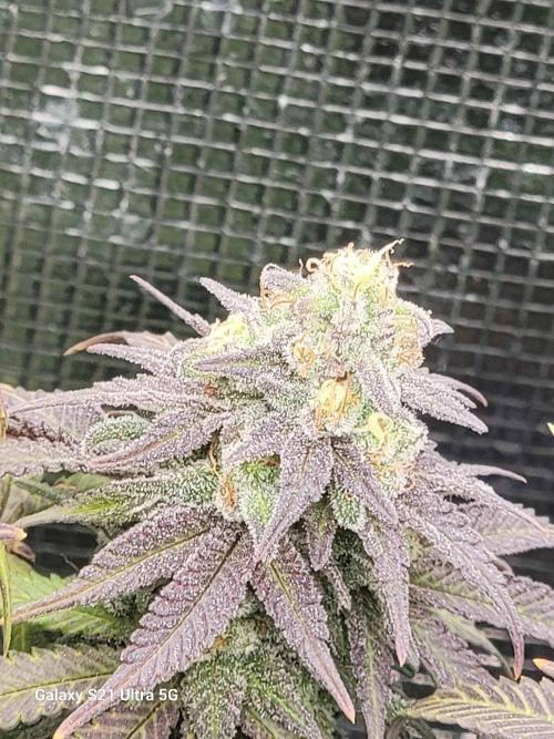 BlueberryCupcake,Donuts,GarlicBudder. Week 17