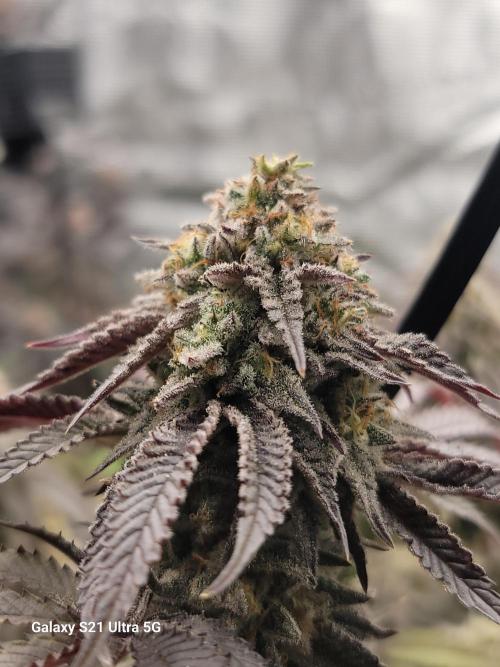 BlueberryCupcake,Donuts,GarlicBudder. Week 17
