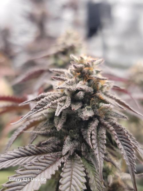 BlueberryCupcake,Donuts,GarlicBudder. Week 17