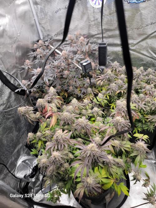 BlueberryCupcake,Donuts,GarlicBudder. Week 17