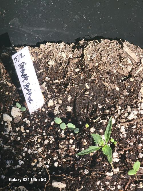 Bearknuckles,Pineapplesquishee,quavruntz. Week 1