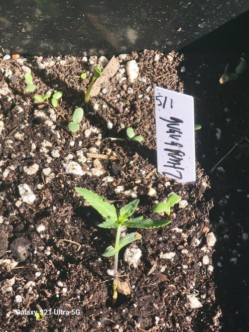 Bearknuckles,Pineapplesquishee,quavruntz. Week 1