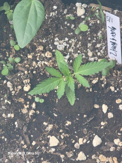 Bearknuckles,Pineapplesquishee,quavruntz. Week 2
