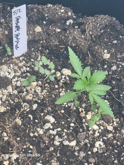 Bearknuckles,Pineapplesquishee,quavruntz. Week 2