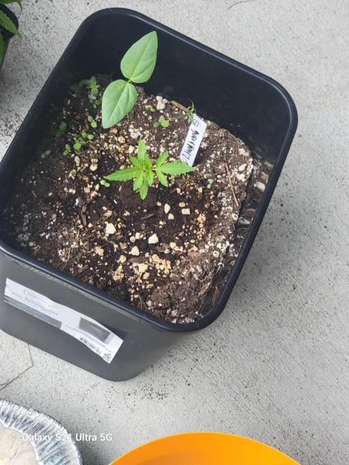 Bearknuckles,Pineapplesquishee,quavruntz. Week 2