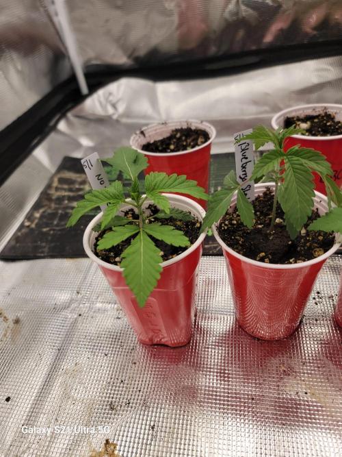 Papaya pancakes,nojoke,gucciberry,,etc. Week 2