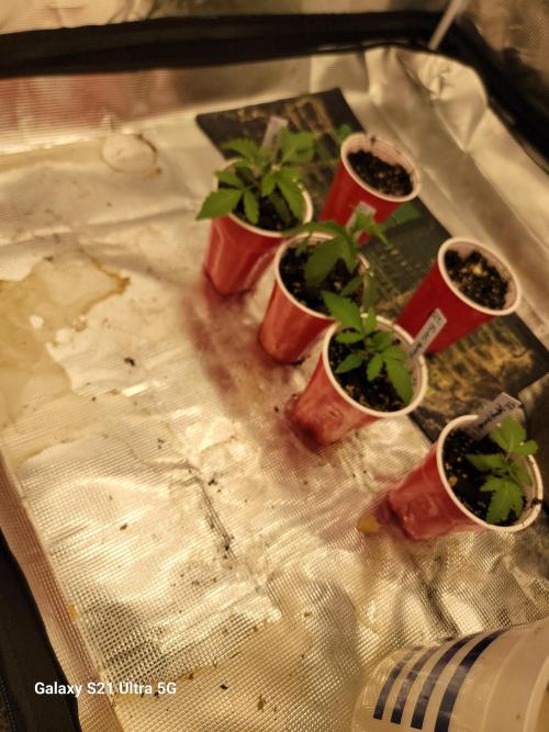 Papaya pancakes,nojoke,gucciberry,,etc. Week 2