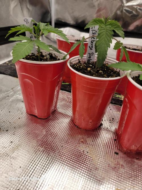 Papaya pancakes,nojoke,gucciberry,,etc. Week 2