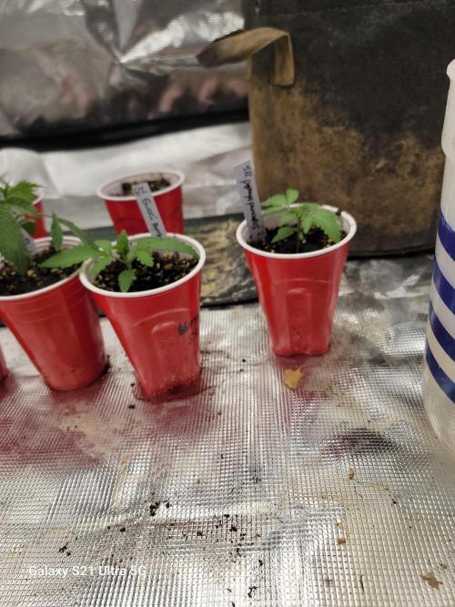 Papaya pancakes,nojoke,gucciberry,,etc. Week 2
