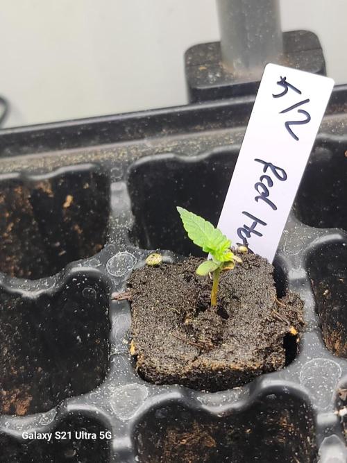 Papaya pancakes,nojoke,gucciberry,,etc. Week 2