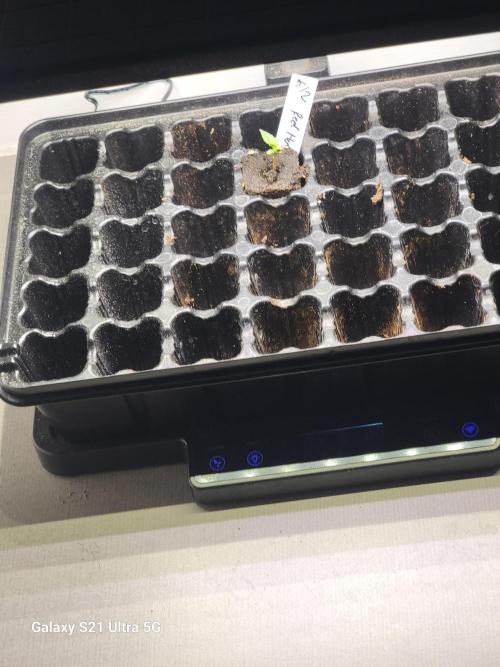 Papaya pancakes,nojoke,gucciberry,,etc. Week 2