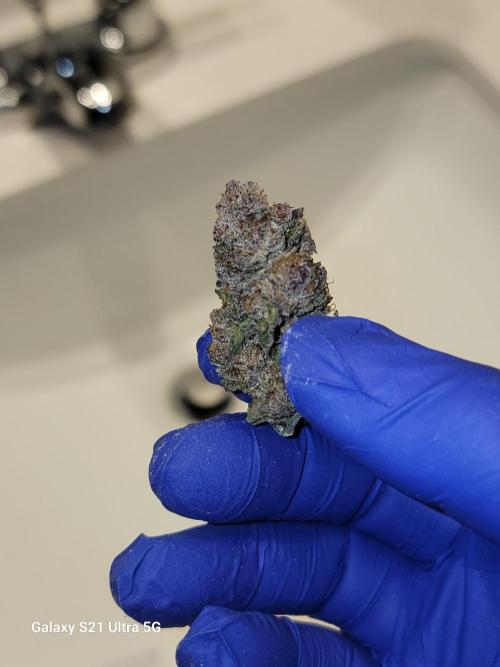 BlueberryCupcake,Donuts,GarlicBudder. Week 18