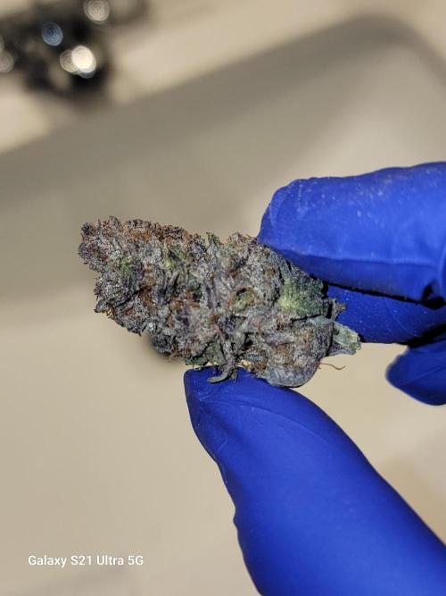 BlueberryCupcake,Donuts,GarlicBudder. Week 18