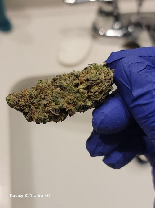 BlueberryCupcake,Donuts,GarlicBudder. Week 18