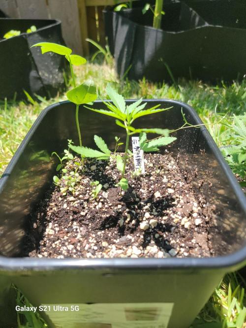 Pineapples quishee,quava runtz. Week 3