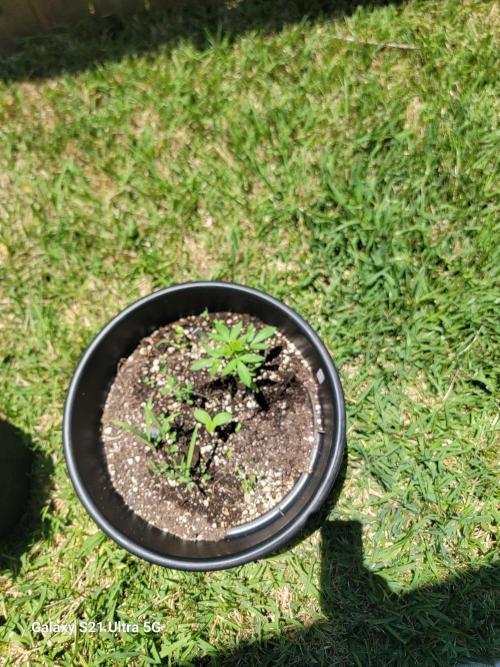 Pineapples quishee,quava runtz. Week 3