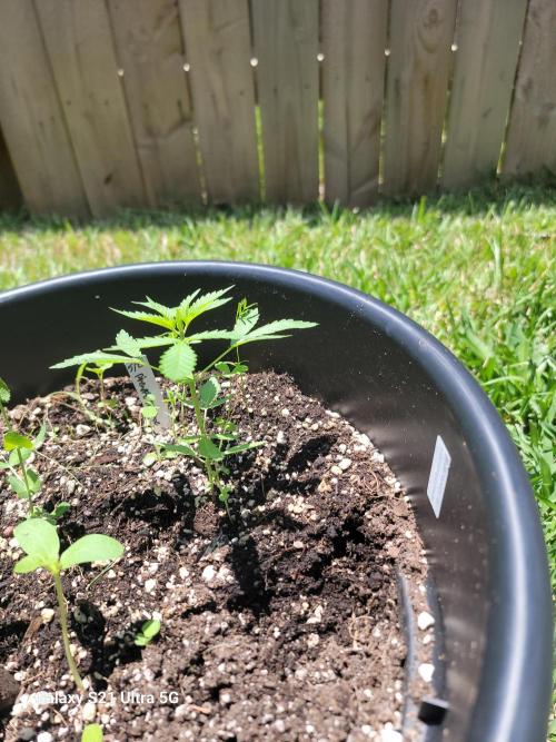Pineapples quishee,quava runtz. Week 3