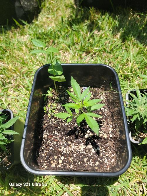Pineapples quishee,quava runtz. Week 3