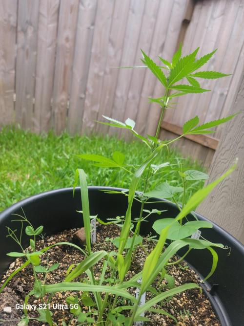 Pineapples quishee,quava runtz. Week 5