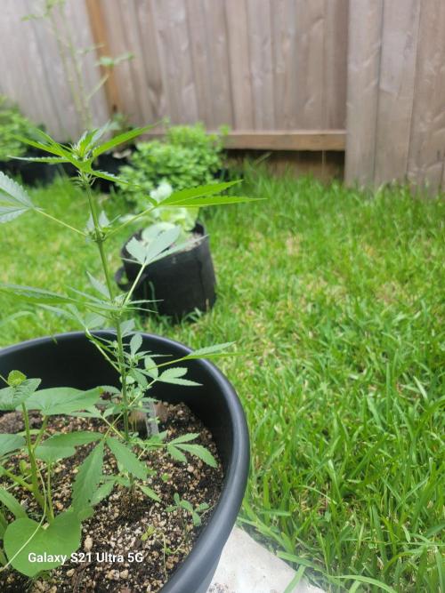 Pineapples quishee,quava runtz. Week 5