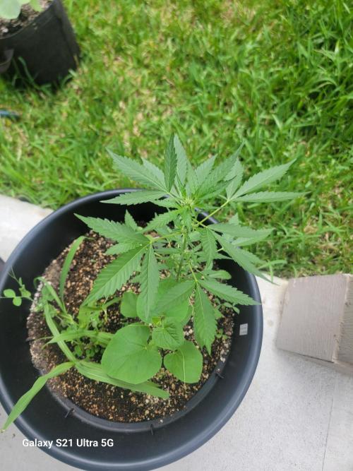 Pineapples quishee,quava runtz. Week 5