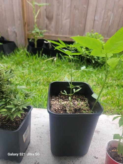 Pineapples quishee,quava runtz. Week 5